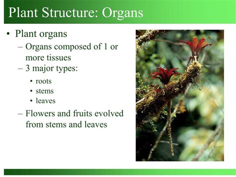 Ppt Plant Structure Organs Powerpoint Presentation Free Download