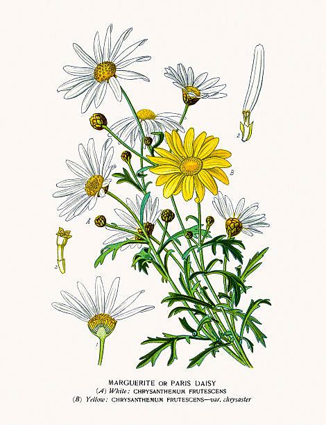 Royalty Free Marguerite Daisy Clip Art Vector Images And Illustrations