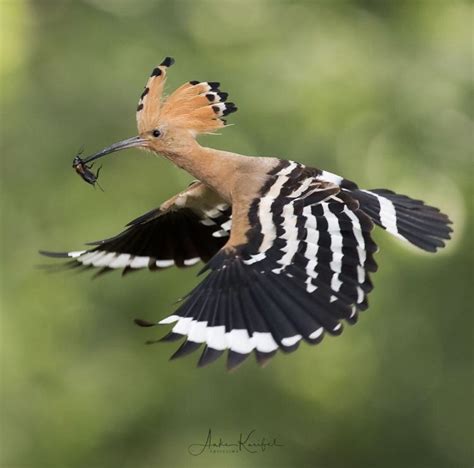 Hoopoe Bird Photography Beautiful Birds Pet Birds