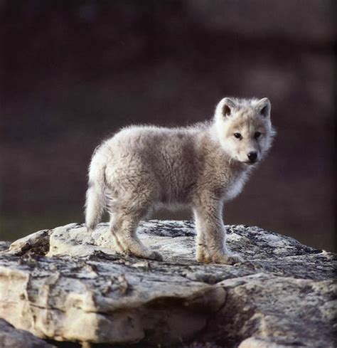 Cute Wolf Puppy Photo Cute Animals Photos