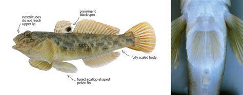 Fishing For Facts How Is The Round Goby So Successful State Of The Bay