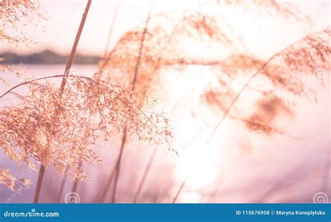 Sunset On The River Shining Water And Reeds Stock Photo Image Of