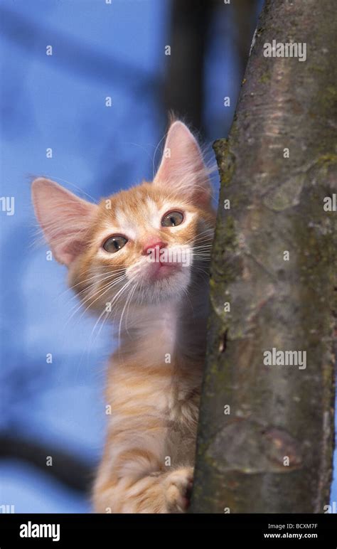 Domestic Cat Clinging At A Tree Stock Photo Alamy