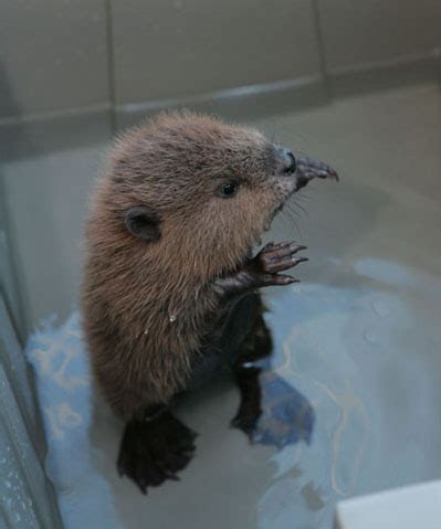 beaver pups build tiny dams baby animal zoo