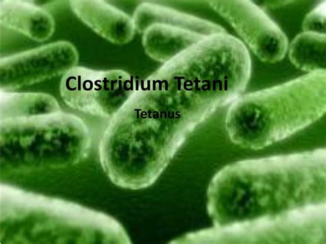 If inoculated into a wound, c. PPT - Clostridium Tetani PowerPoint Presentation, free ...