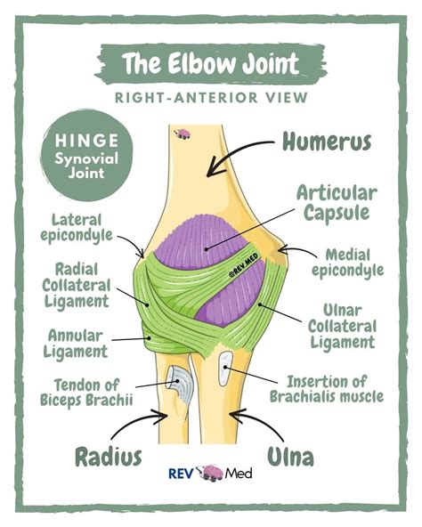 Elbow Joint Anatomy Ligaments By Rev Med Elbow GrepMed
