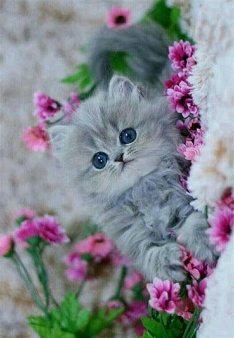 Pin By Lois On Gatos Cute Baby Cats Cute Cats Cute Cats And Dogs