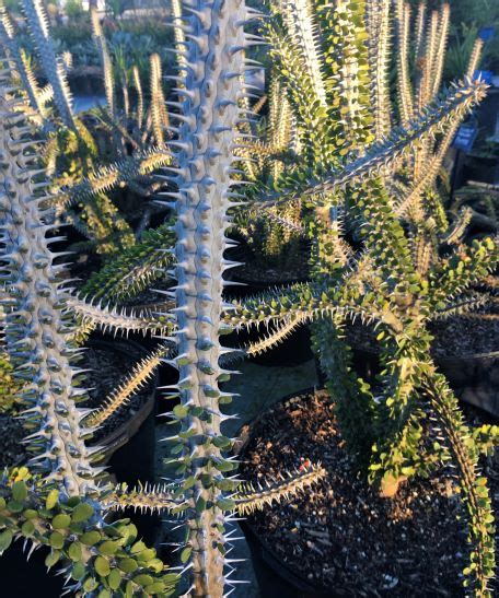 Either they are getting too hot or probably too much water. Alluaudia procera | The Cactus King