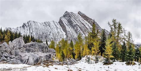 Elephant Rocks Mount Chester Yellow Larch Peter Lougheed Provincial