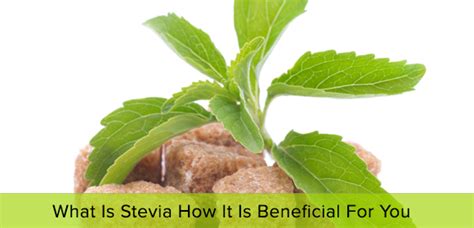 What Is Stevia How It Is Beneficial For You Health Food Store