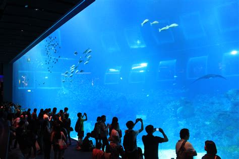 Sea Aquarium Resorts World Sentosa Follow My Wanders