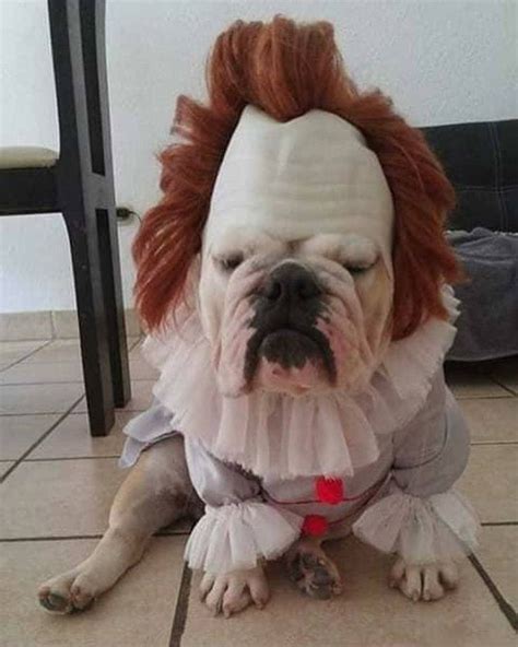 List 90 Pictures Funny Pictures Of Dogs In Costumes Superb