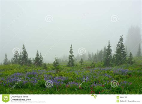 Meadows With Flowers On A Foggy Day In Mount Rainier Stock Photo