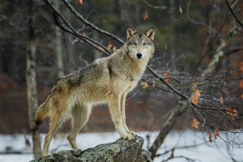Lobo Características Fotos Espécies De Lobos Animais Infoescola