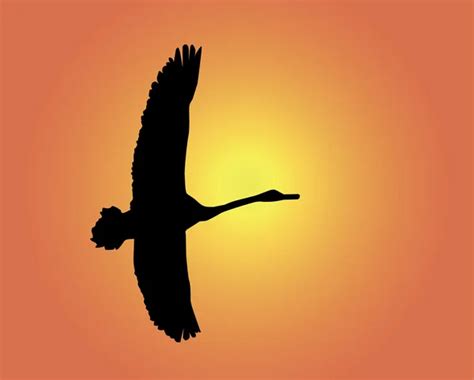 Silhouette Of A Flying Swan — Stock Vector © Mayboro 3165978