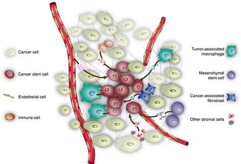 3d Modeling Of Cancer Stem Cell Niche Oncotarget