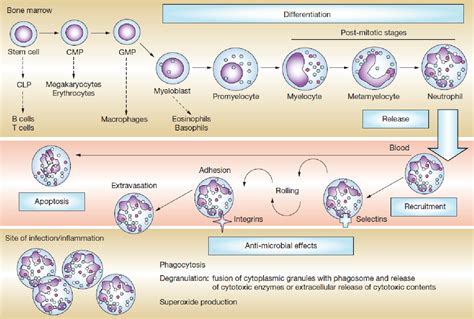 Figure 4 5 From Insights Into The Mechanism Of Drug Induced