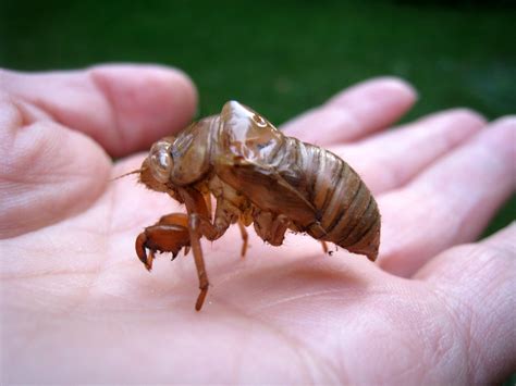 It can be found mounted to trees akin to beetles from july to august. Cicada shell. Always used to love collecting them | Cicada ...
