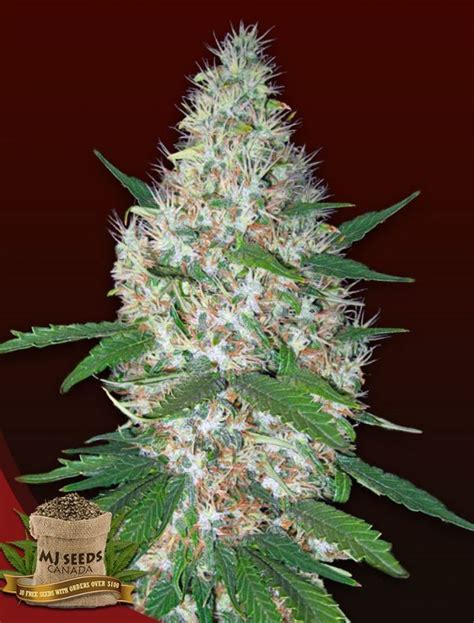 Buy Crystal Regular Mj Seeds Canada