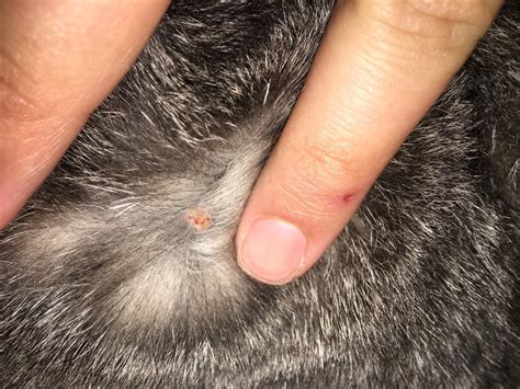 Should I Be Concerned With This Skin Bump On My 12 Yr Old Cat Just