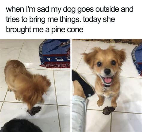30 Adorable Dog Memes That Will Make Your Day