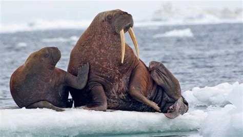 The Future Of Marine Mammals In A Changing Arctic The Pew Charitable