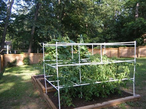 This Tomato Trellis Is Made Of Pvc You Could Use Bamboo Metal Conduit