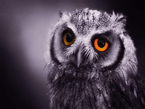 Owl Nature Cats Animals Hd Wallpaper Peakpx