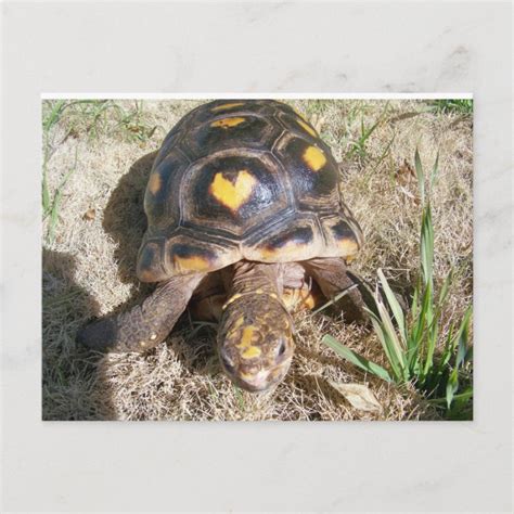 Tortoise With Heart Pattern Postcard Zazzle Com In Heart