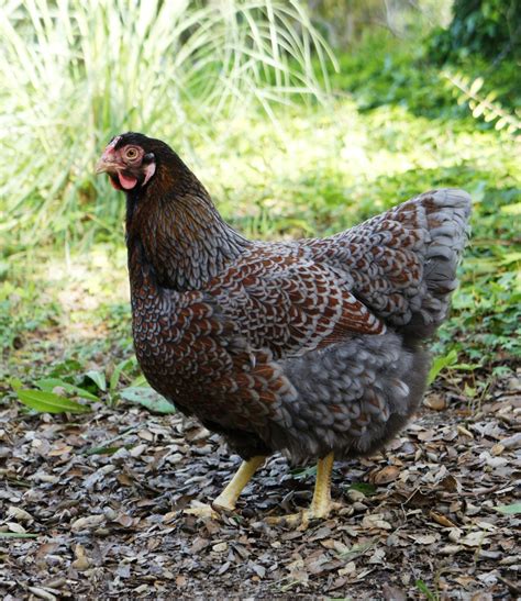 While this variety of chicken is newer to the united states in comparison to other wyandotte varieties, it. AUCTION: 12 Exhibition Blue Laced Red Wyandottes from RSF ...