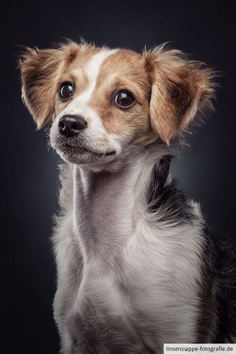 Portrait Of A Cute Puppy Dog Portraits Dog Portrait Photography Dog