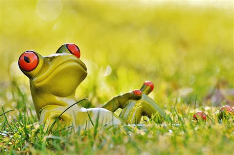 Hd Wallpaper Frog Meadow Relaxed Relaxation Figure Animal Green