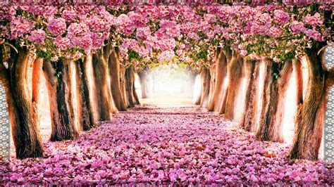 Selected Spring Wallpaper Windows You Can Download It Free Of Charge Aesthetic Arena