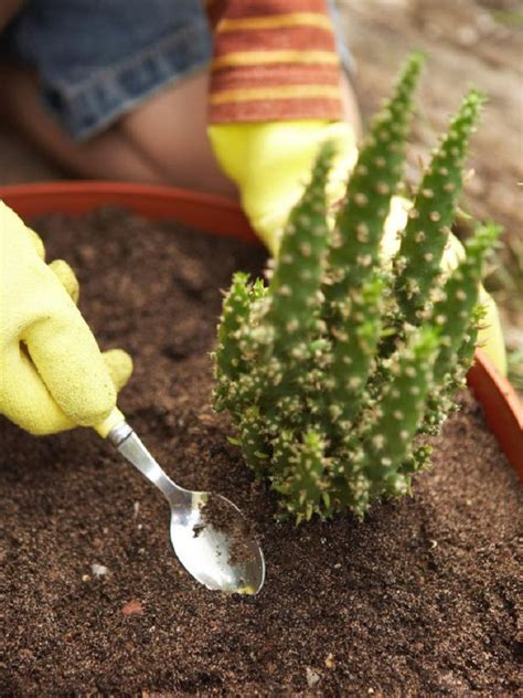 Check spelling or type a new query. Kaktus Dan Cocor Bebek Ditanam Dengan Cara - Berbagi Tanam