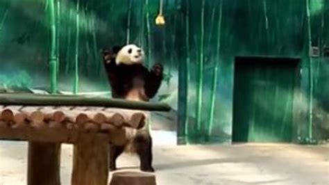 Panda Cubs Tumble And Play As Zoo Goers Applaud Their Acrobatics