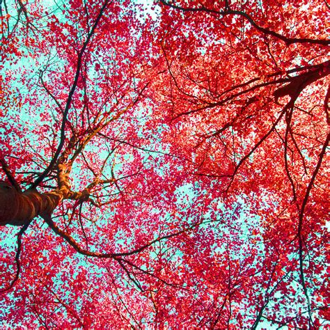 Abstract Red Blue Nature Photography Photograph By Nadja Drieling