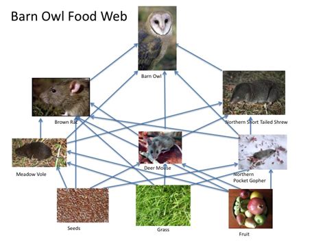 Owl, food chain, food web, ecosystem, consumer, pellet, decomposer, barn owl, owl, food chain, food web png. Barn Owl Food Web and Ripple Effects | 10nhopkinson's Blog