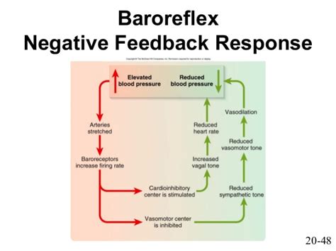Negative feedback mechanisms reduce output or activity. Chap20 powerpoint l