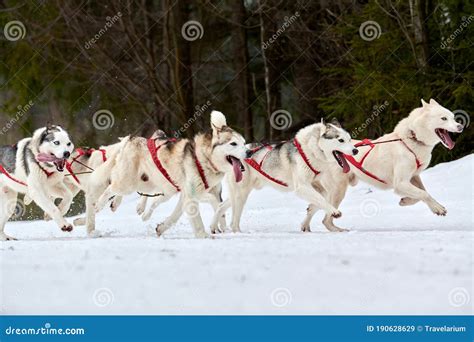 Running Husky Dog On Sled Dog Racing Stock Image Image Of Face Breed