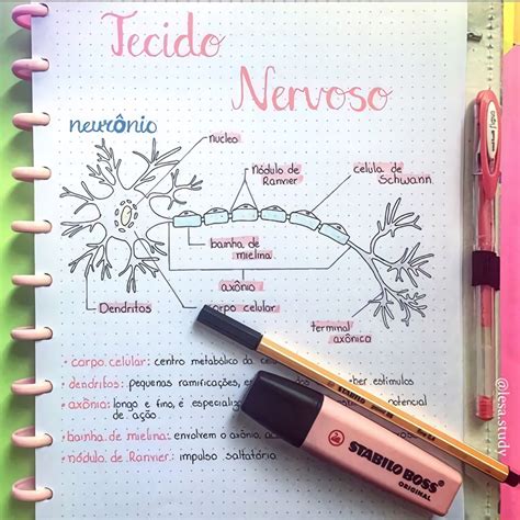 Tecido Nervoso Mapa Mental EDUBRAINAZ