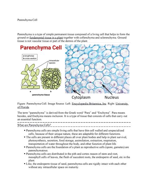 Parenchyma Cell Notes Parenchyma Cell Parenchyma Is A Type Of