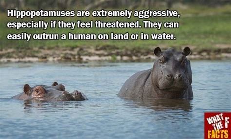 Did You Know Did You Know 61 Hippo Facts Fun Facts About Animals Fun
