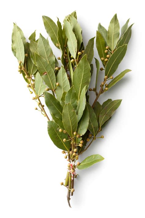 Prominent Facts About Laurel Leaves Symbolism And Significance