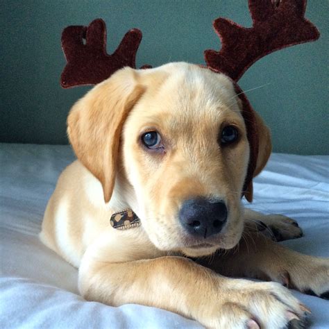 Yellow Lab Christmas Photo Lab Puppies Cute Animals Best Dogs