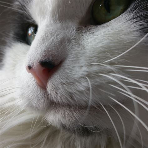 Cat Closeup Free Stock Photo Public Domain Pictures