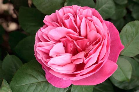 Rosa Dee Lish® Hybrid Tea Rose