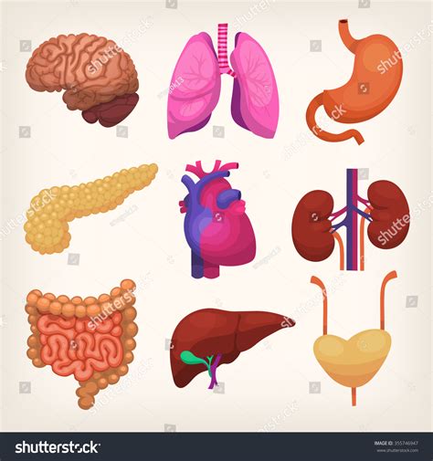 Set Colorful Realistic Human Body Organs Stock Vector 355746947