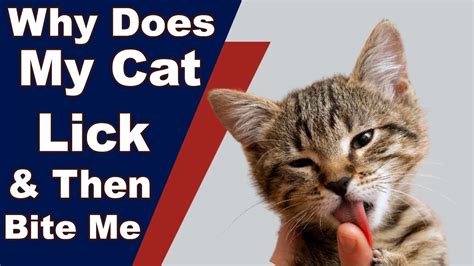 Why Does My Cat Lick And Then Bite Me Youtube