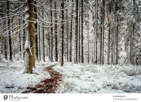 Winter Wonderland Snow Covered Forest Floor With Small Footpath A