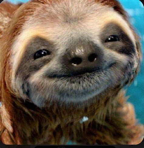 Adorable Sloth สัตว์น่ารัก รูปสัตว์ขำๆ ตัวสล็อต